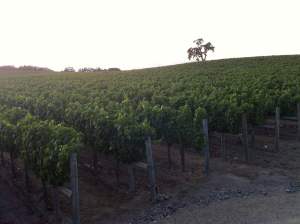 meteorvineyardAUG2011sm