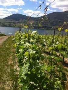 PaintedRockVinesLake