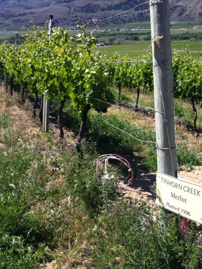 TinhornCreekmerlotvines