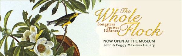 FlockbannerWEB800x250lOW