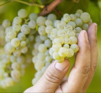 XURXO-LOBATO-CRDO-RIAS-BAIXAS-235-e1458248448961-326x300