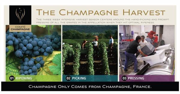 14355026_1303060033047056_6163068081542410879_n